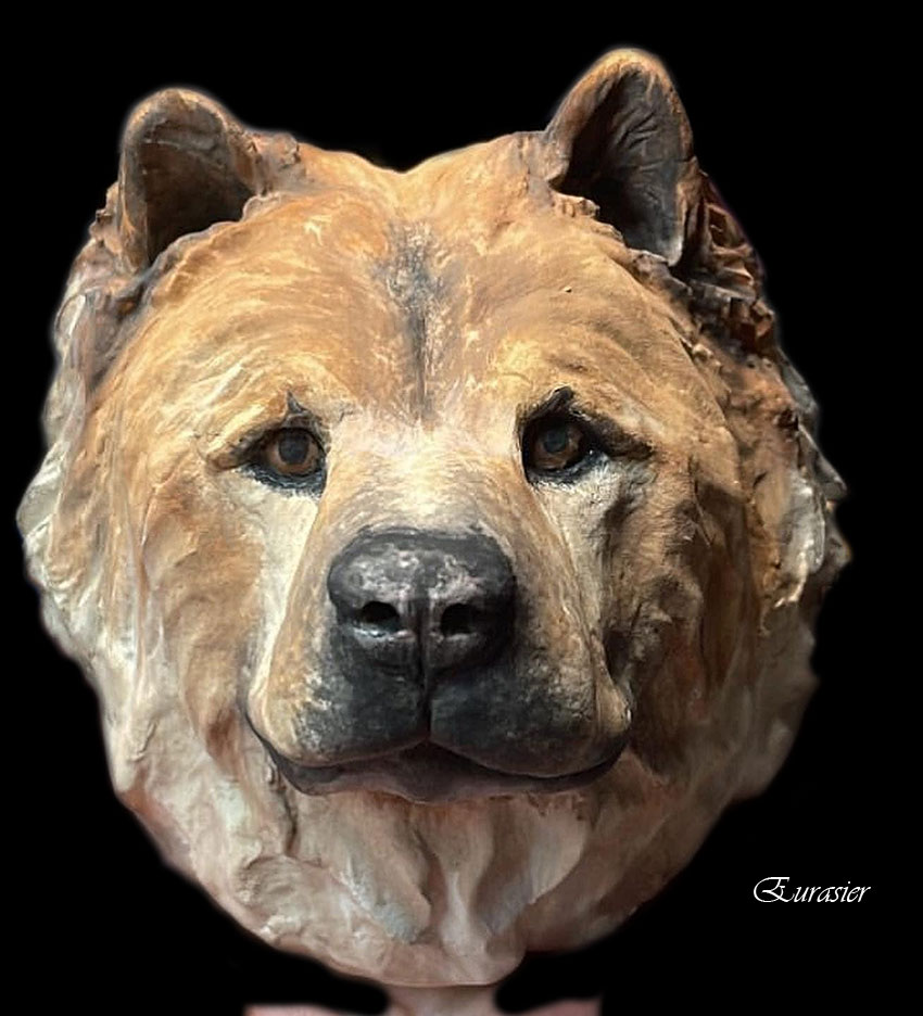 eurasier1